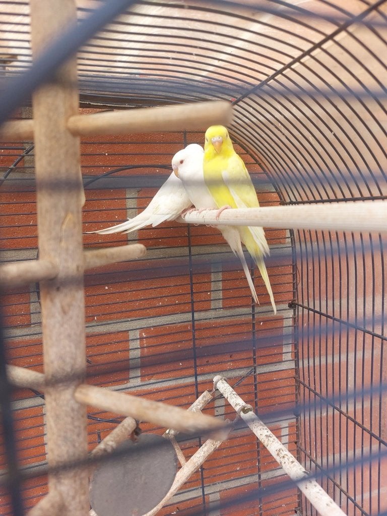 3 albino grasparkieten, Parkiet