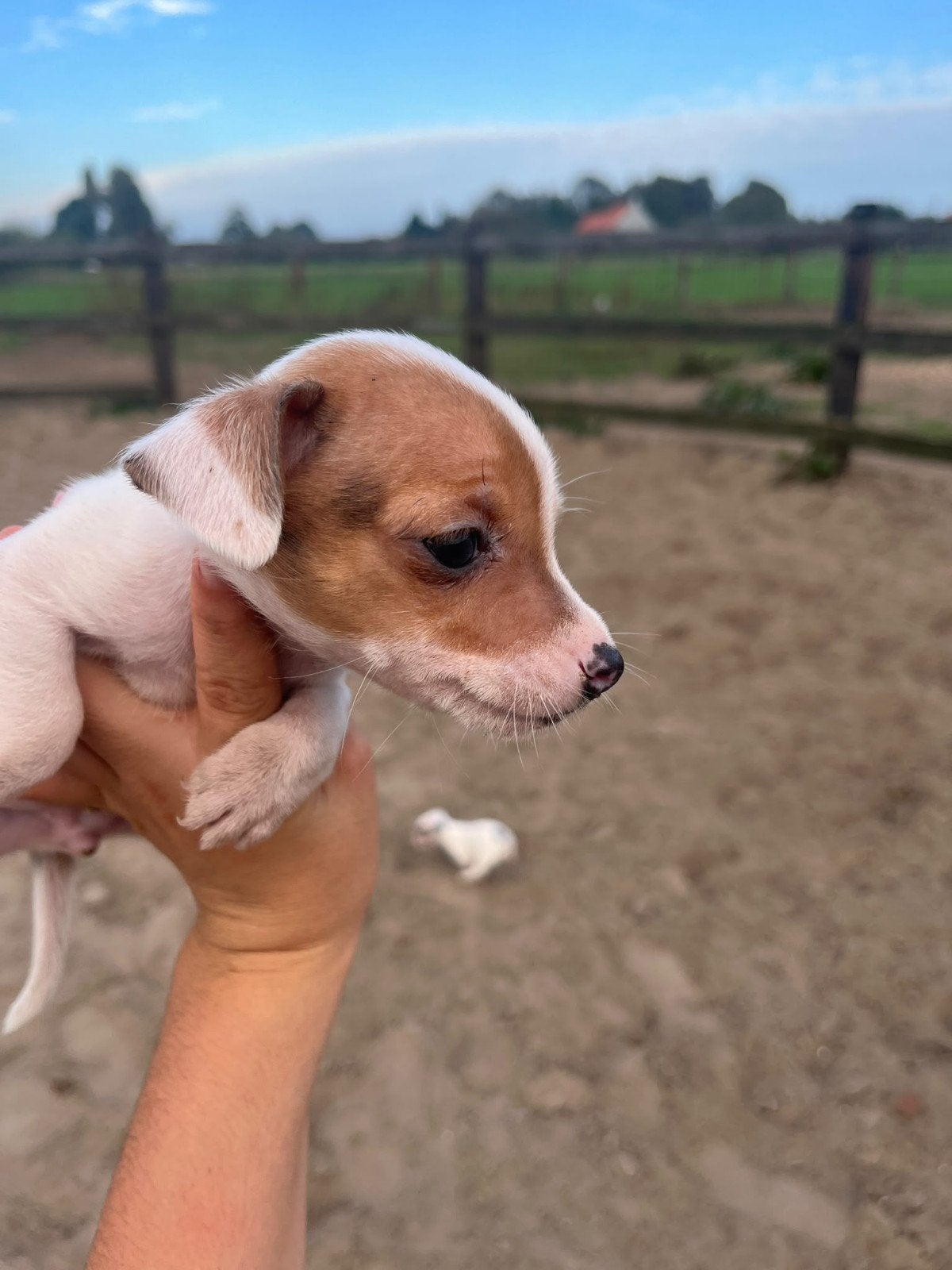 Lieve Jack russel puppy s !!, Dieren en Toebehoren, België, Fokker | Hobbymatig, Jack Russell Terriër, 8 tot 15 weken