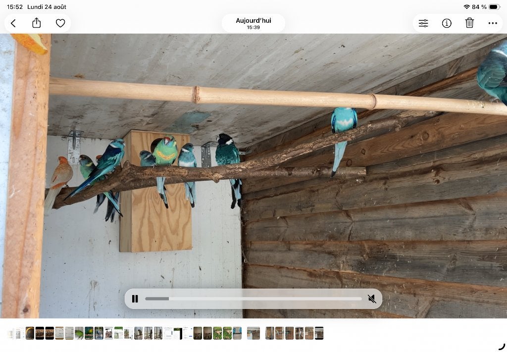 Oiseaux à réserver pour aarschot, Femelle