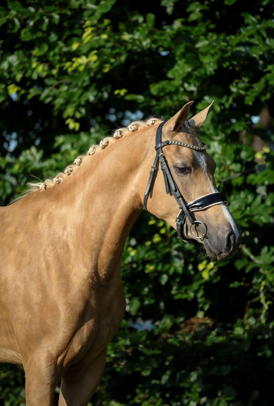 3 jarige dressuur gefokte merrie, Dieren en Toebehoren, Ophalen