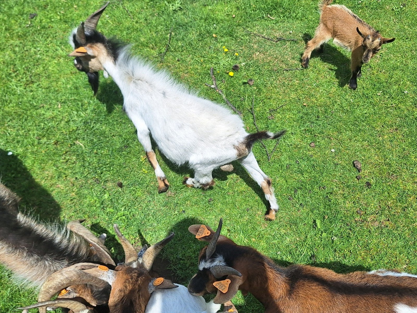 Dwerggeit bokje 10 maand oud, Dieren en Toebehoren, Schapen, Geiten en Varkens, Mannelijk, Geit, 0 tot 2 jaar