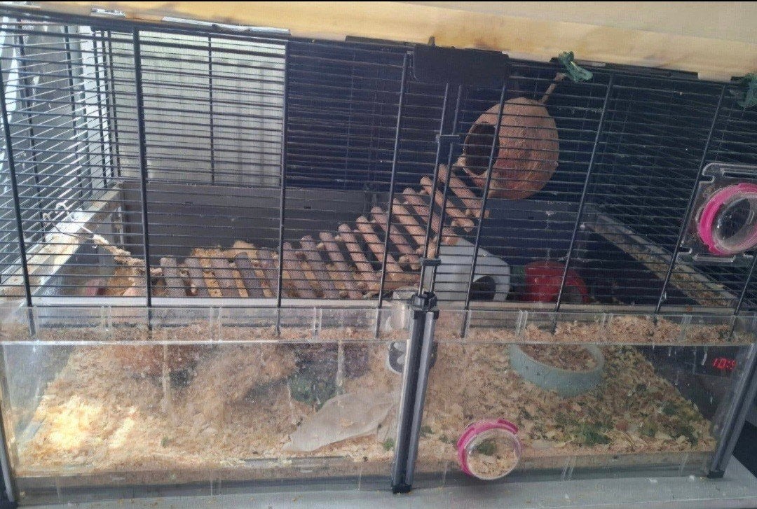 kleumuis met kooi. moet snel weg, Ophalen, Kooi