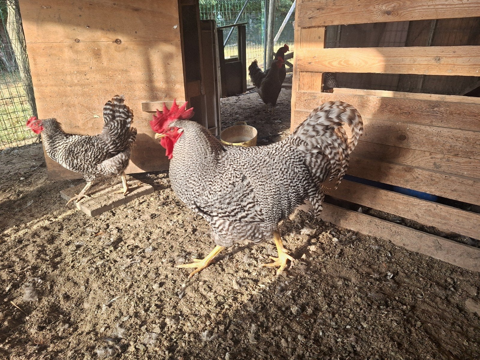 trio ou quatuor amrock, Animaux & Accessoires, Volatiles, Poule ou poulet, Plusieurs animaux