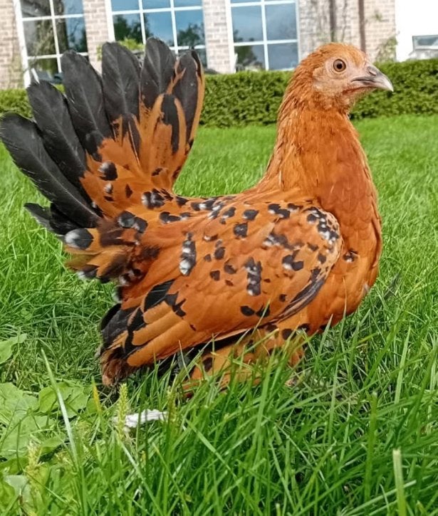 Sabelpootkiel hen/ sabelhen/ hennetje te koop, Vrouwelijk, Kip
