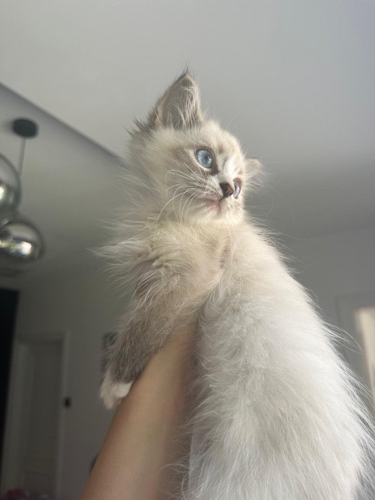 Mascarade de Neva (chat sibérien hypoallergénique), Chat, Avec pedigree, 0 à 2 ans