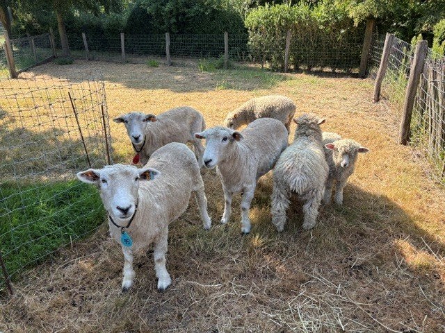 Devon and Cornwall longwool ooien te koop., Dieren en Toebehoren, Schapen, Geiten en Varkens, Vrouwelijk, Schaap, 0 tot 2 jaar