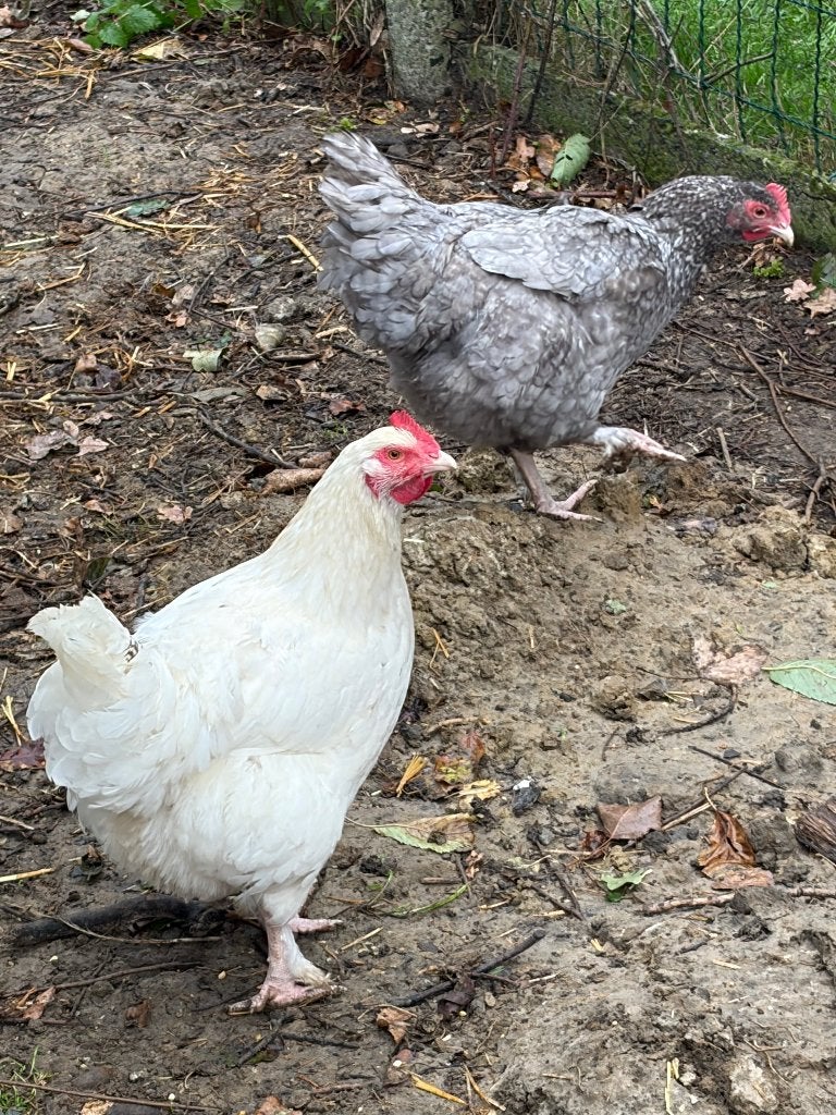 2 Mechelse koekoek hennen, Dieren en Toebehoren, Vrouwelijk, Kip
