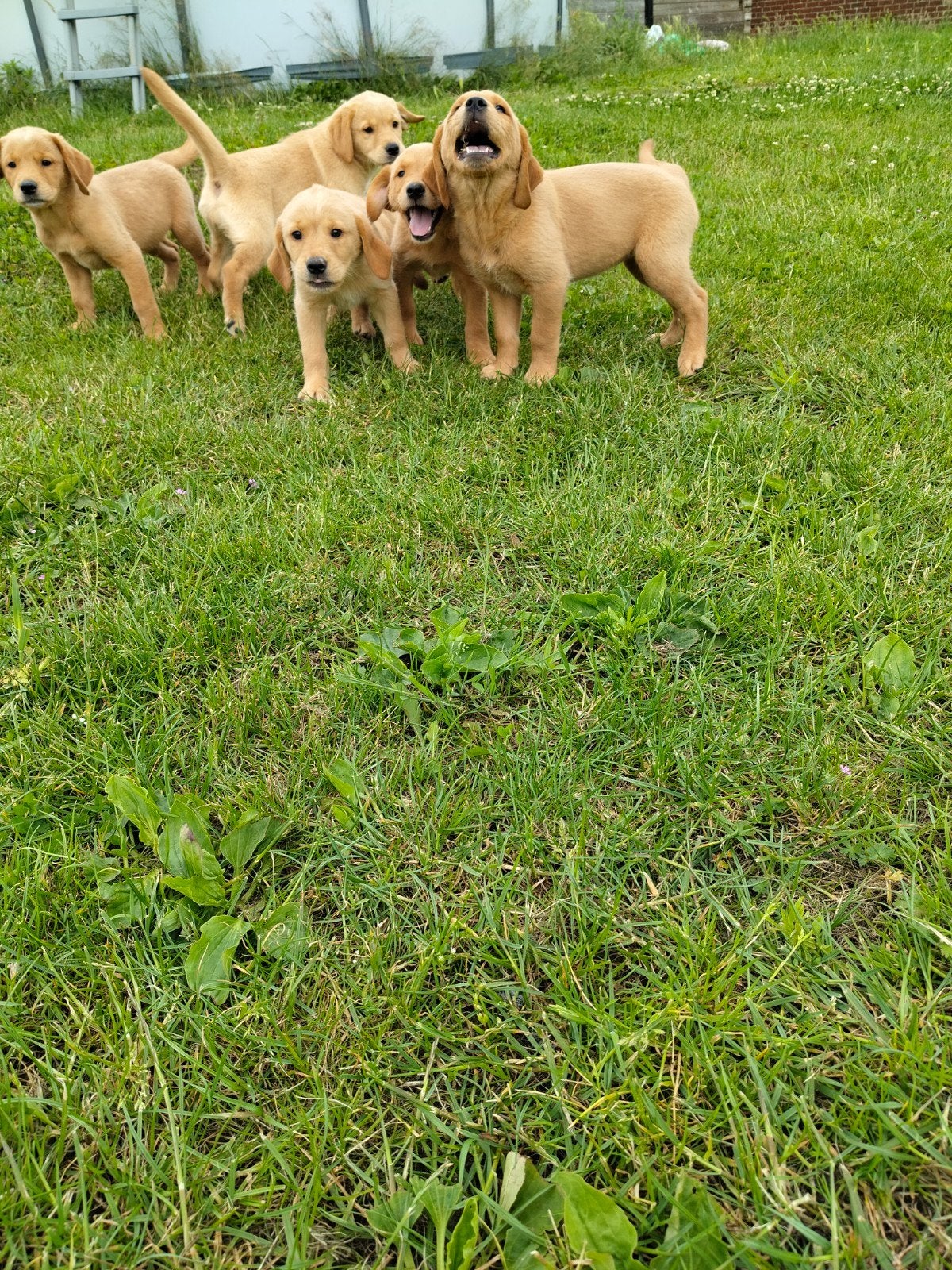 Superbes chiots Golden X, Animaux & Accessoires, Chiens | Retrievers, Épagneuls & Chiens d'eau, Plusieurs animaux, Autres races