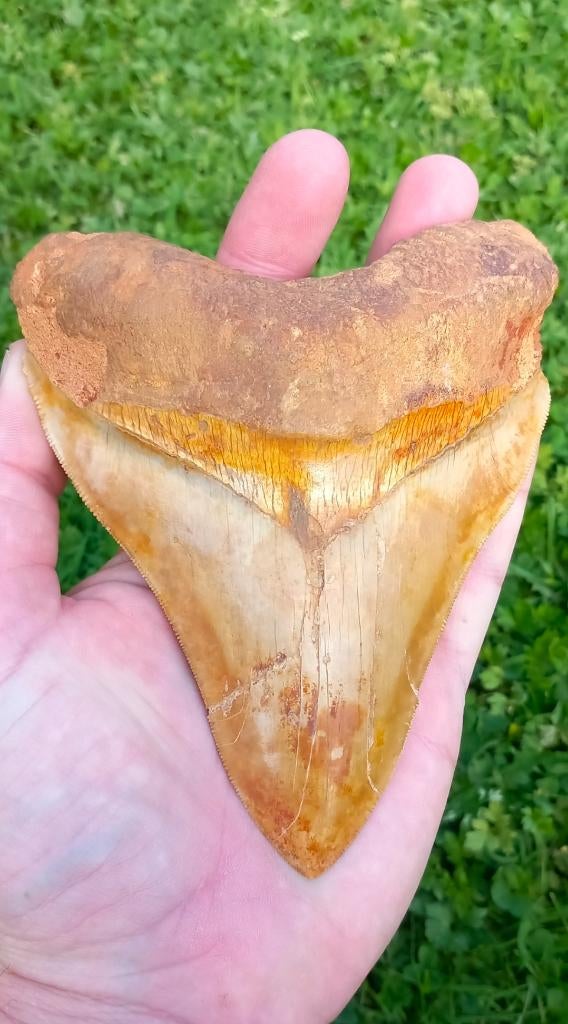 Dent de requin mégalodon géante de 14,2 cm., Enlèvement ou Envoi, Fossile