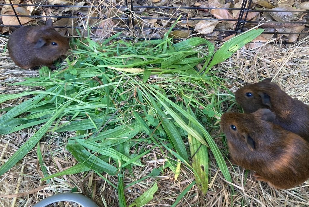 3 Cavia's, broertjes, Cavia, Mannelijk, Tam, September