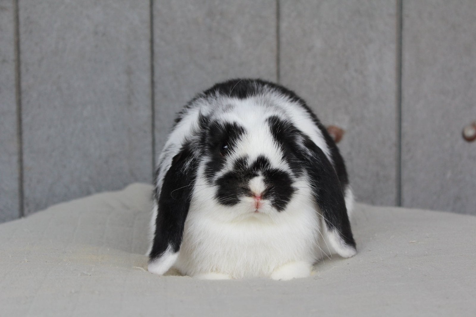 zwartbonte nhd voedster, Dieren en Toebehoren, Vrouwelijk, Klein, Hangoor, 0 tot 2 jaar