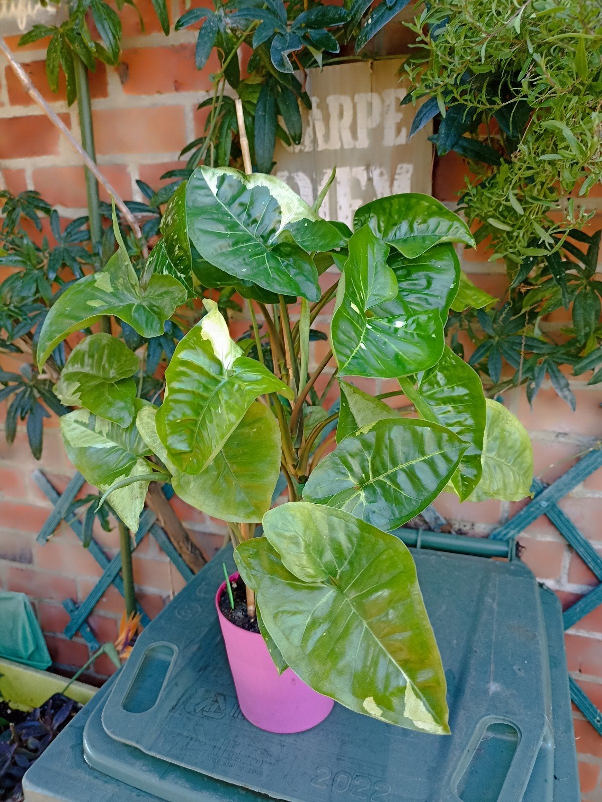 Syngonium Panda galaxy, Huis en Inrichting, Ophalen