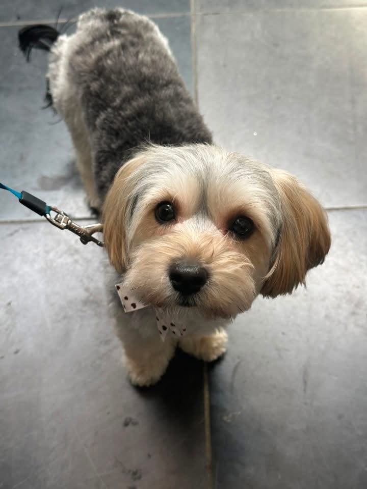 Recherche mâle Morkie / Yorkshire pour saillie, Enlèvement ou Envoi
