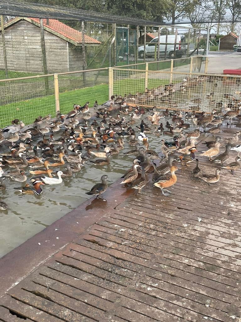 Siereenden, Dieren en Toebehoren, Meerdere dieren, Eend