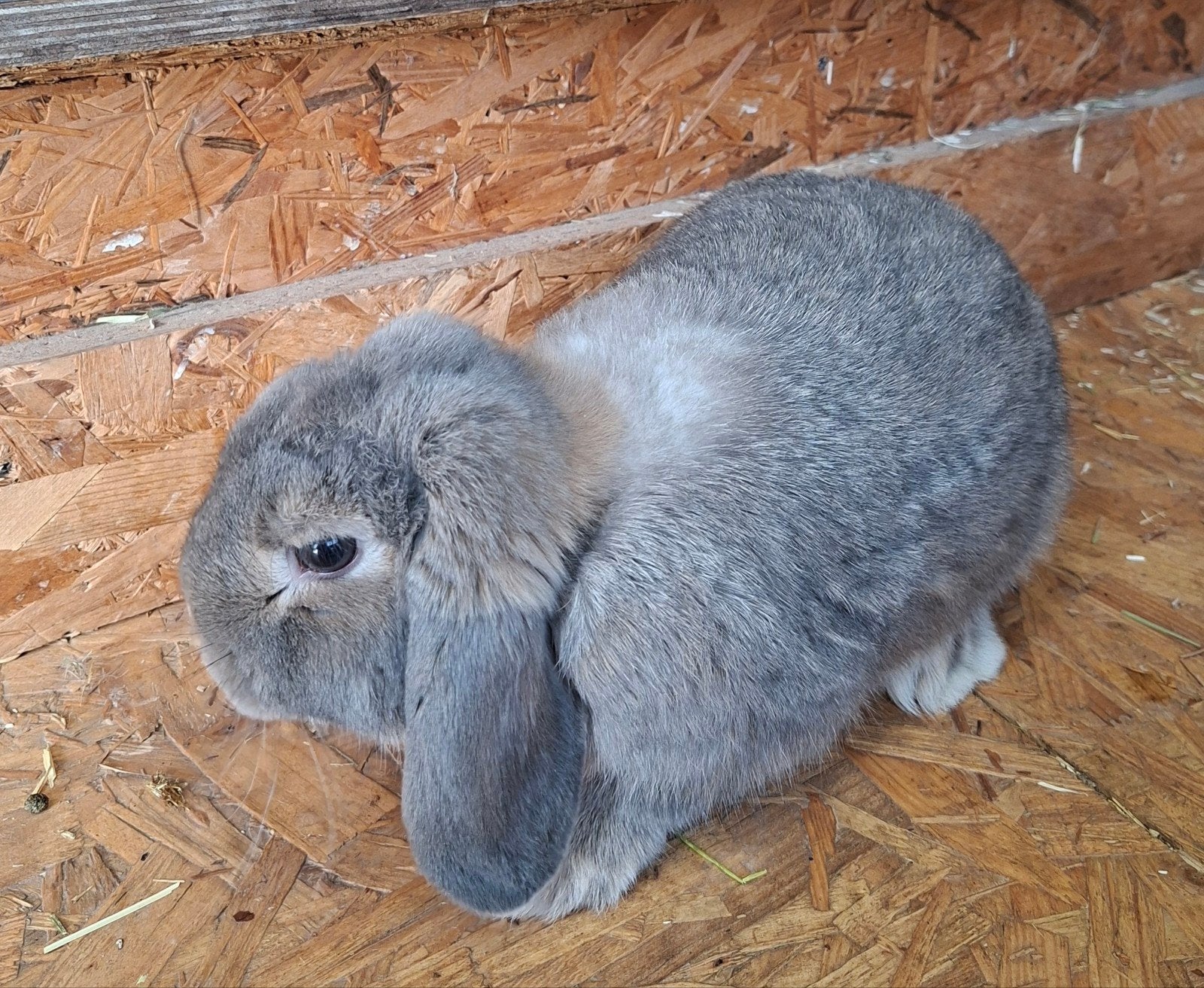 Nederlandse hangoor dwergkonijnen. Hangoor. Dwergkonijn, Dieren en Toebehoren, Konijnen, Hangoor