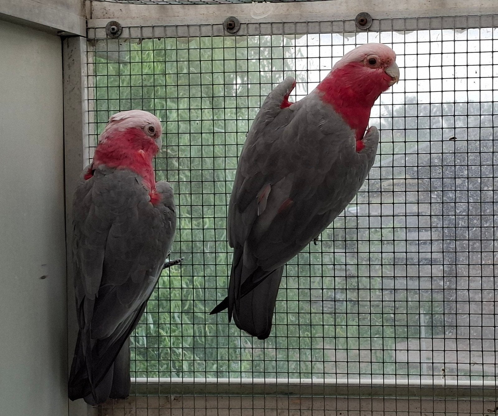 Bewezen koppel rosé kaketoe, Meerdere dieren, Papegaai, Geringd