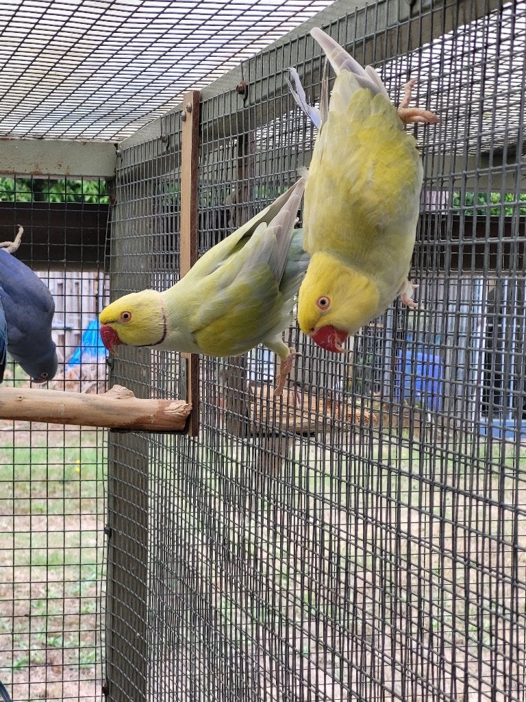 Kweekkoppel halsband parkieten, Plusieurs animaux, Perruche, Bagué