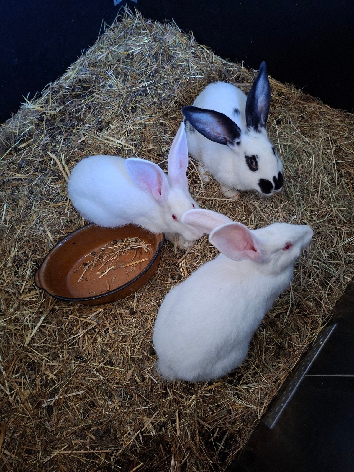 wit van dendermonde voedsters, Dieren en Toebehoren, Konijnen, Vrouwelijk, Middelgroot, 0 tot 2 jaar