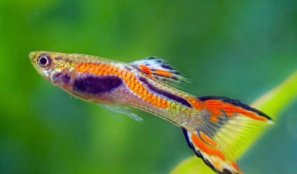 Endler guppy’s, Poisson, Poisson d'eau douce, Banc de poissons