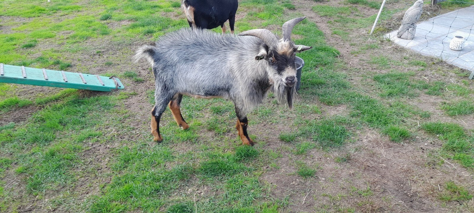 dwerggeitbok blauw schimmel te koop 80 euro, Dieren en Toebehoren