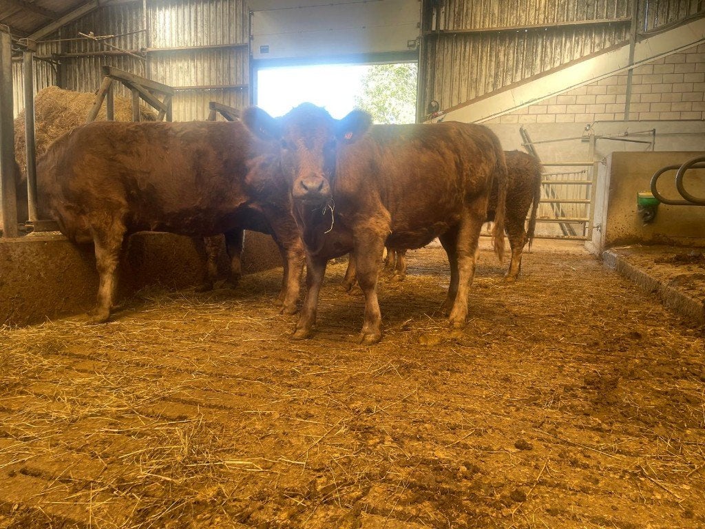 Bovins Galloway à vendre, Femelle