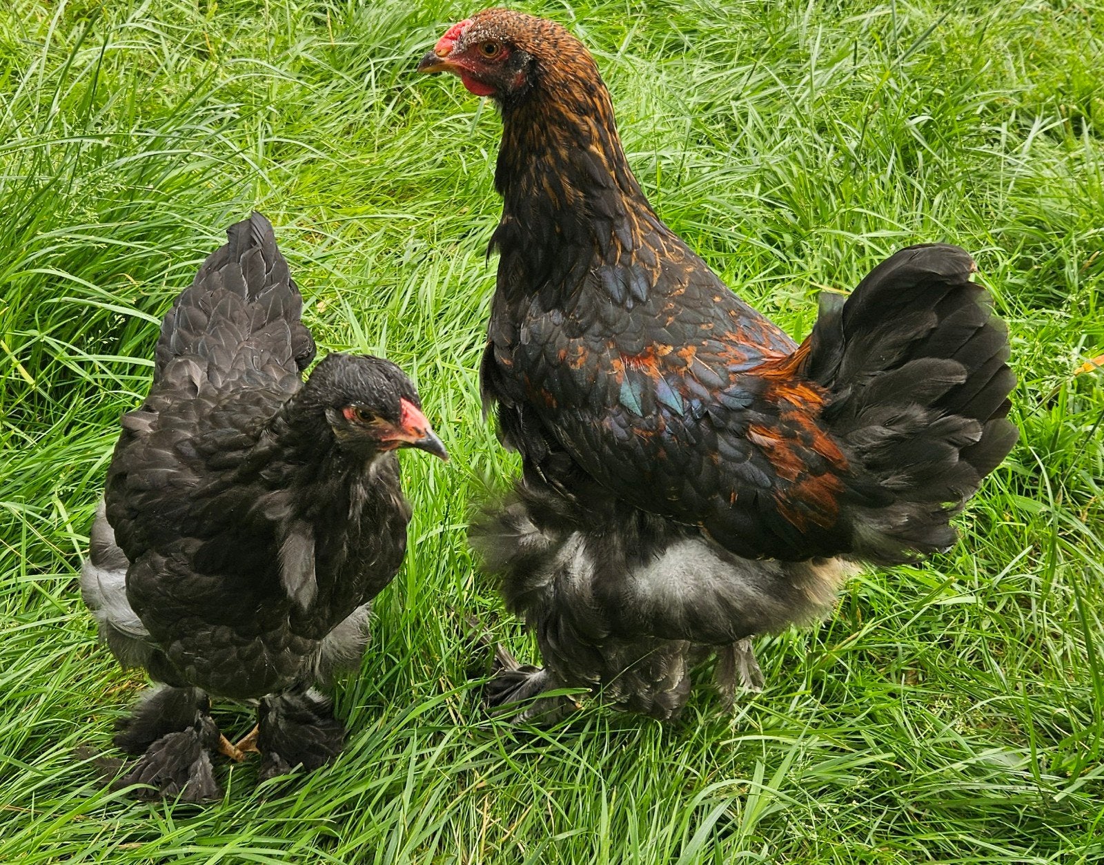 Koppel Brahma's van april, Dieren en Toebehoren, April