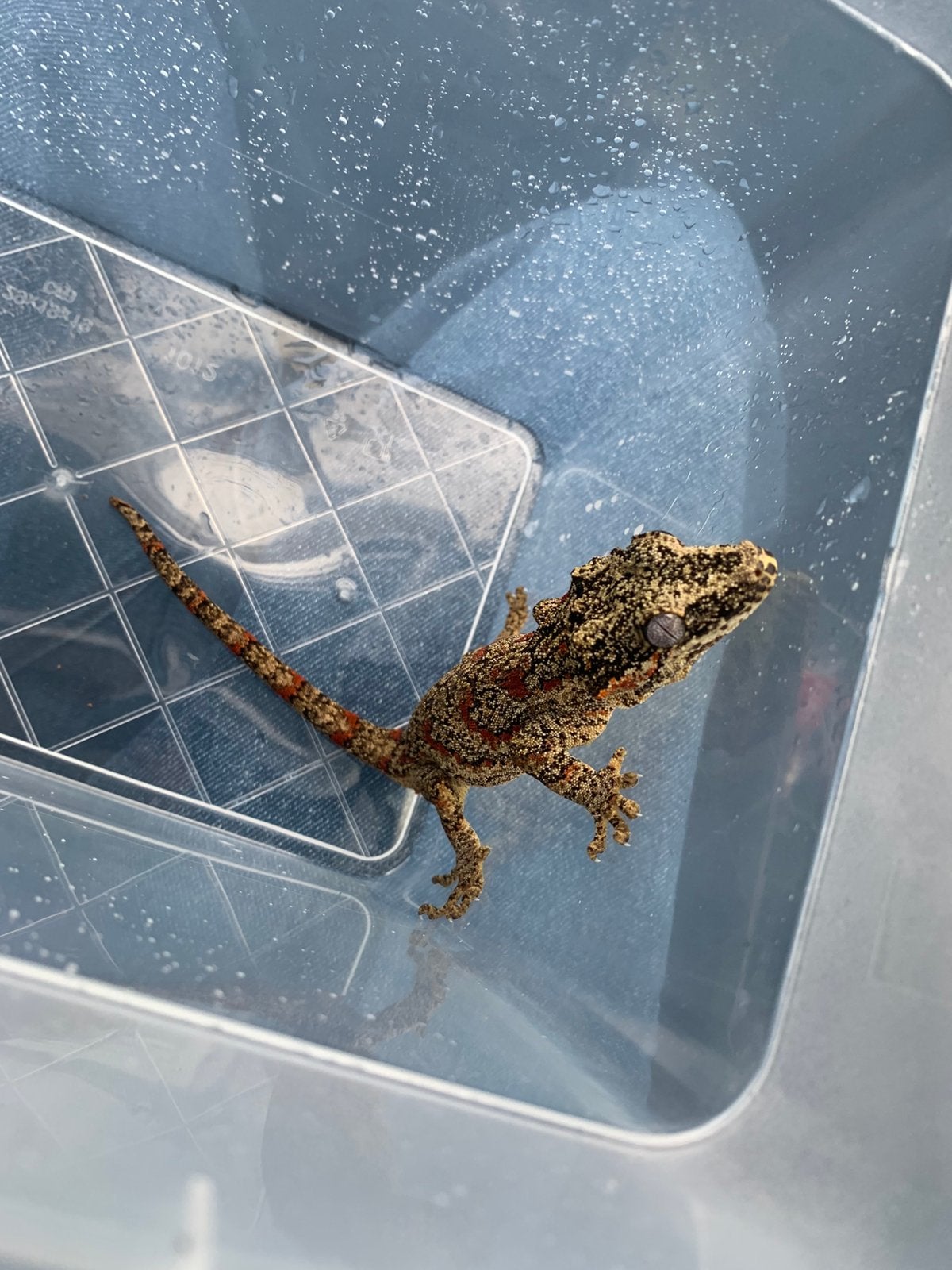 Gargoyle gekko man, Dieren en Toebehoren, Reptielen en Amfibieën