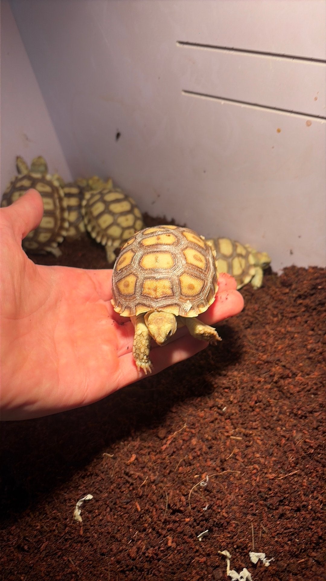 Bebe sulcata, Enlèvement