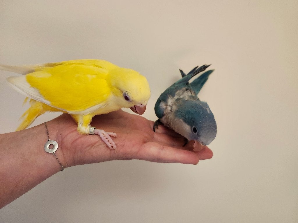 Conure souris, Sexe inconnu, Perruche, Domestique