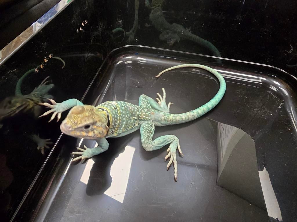Diversen halsbandleguanen aangeboden, Animaux & Accessoires, Reptiles & Amphibiens, Amphibien