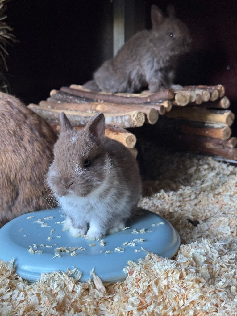 Kleurdwerg, Plusieurs animaux, Nain, 0 à 2 ans