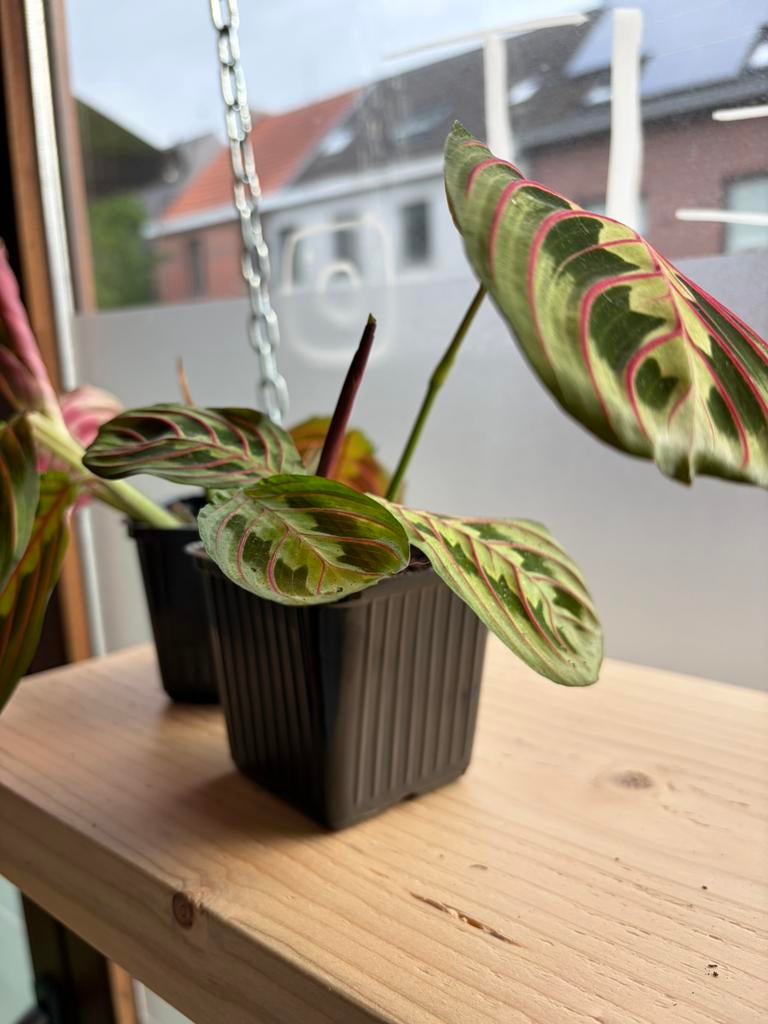 Maranta leuconeura erythroneura, Enlèvement