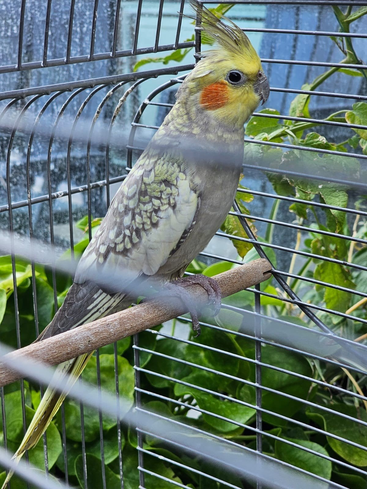 valkparkiet pop