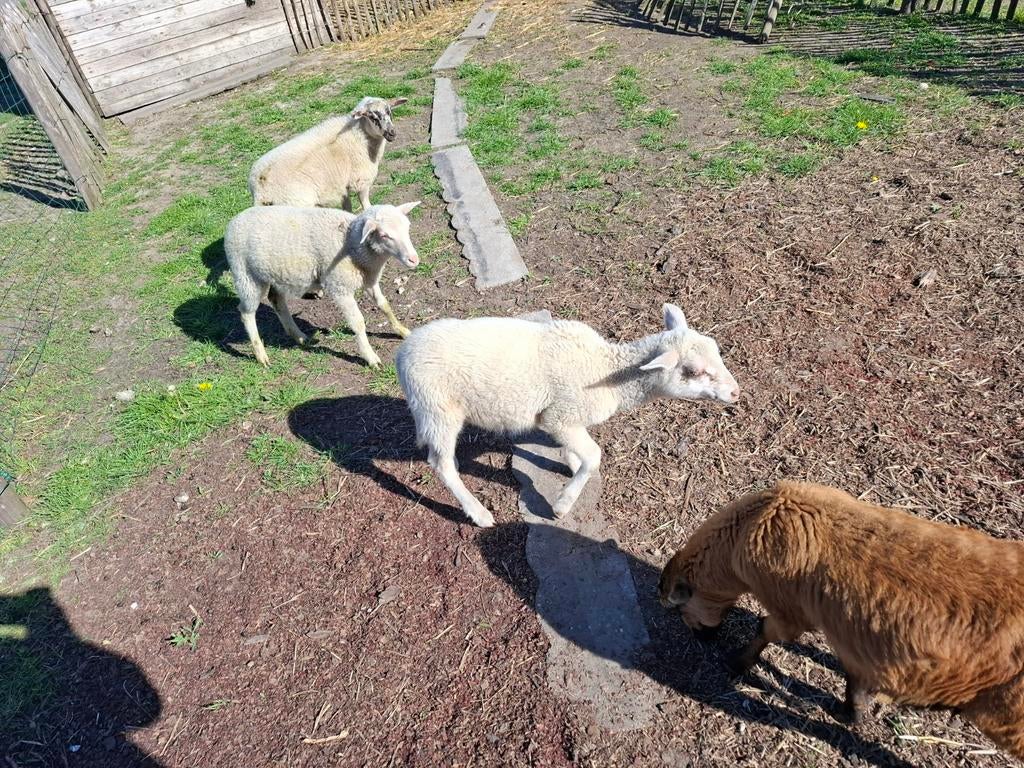 Kempisch heideschaap ramlam te ruil