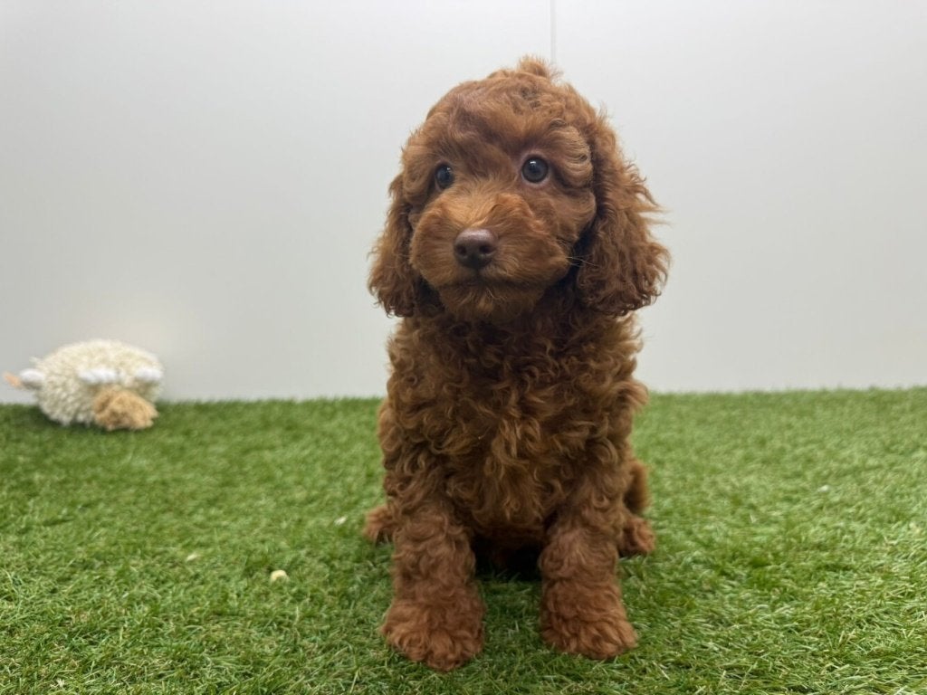 Chiots Caniche nain, Animaux & Accessoires, Maladie de Carré (chiens), Caniche, Plusieurs, Belgique