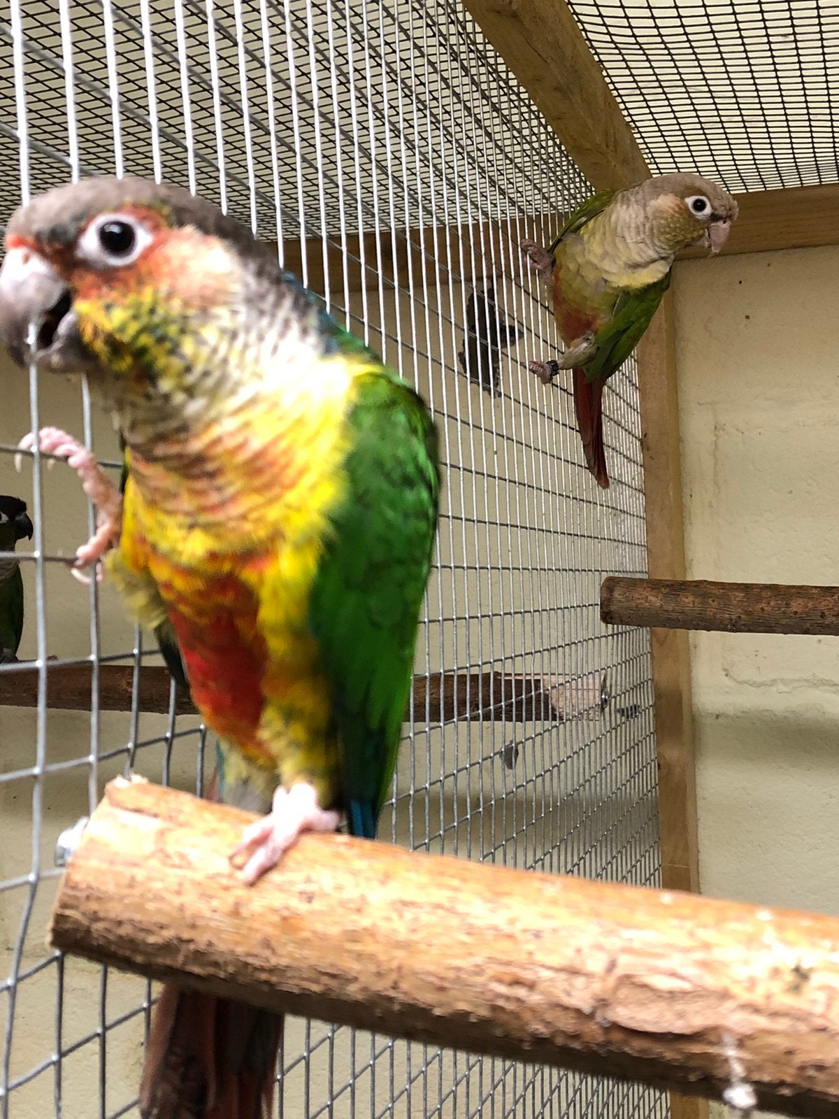 Couple Reproducteur Pyrrhura molinea (conure), Animaux & Accessoires, Plusieurs animaux, Perroquet nain ou Inséparable