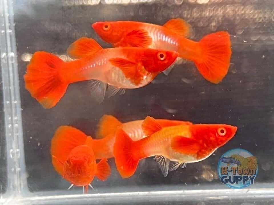 Guppies koi red albino GEZOCHT, Dieren en Toebehoren, Vissen | Aquariumvissen