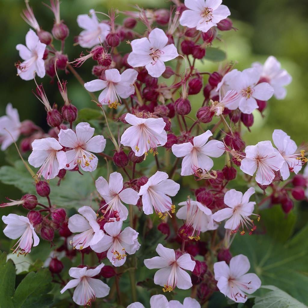Geranium Spessart vaste plant, Tuin en Terras, Ophalen, Herfst, Vaste plant