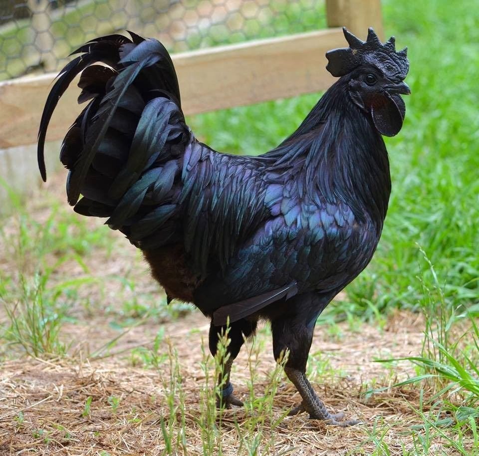 Gezocht Haantjes en hennetjes  Sierkippen, Plusieurs animaux, Poule ou poulet