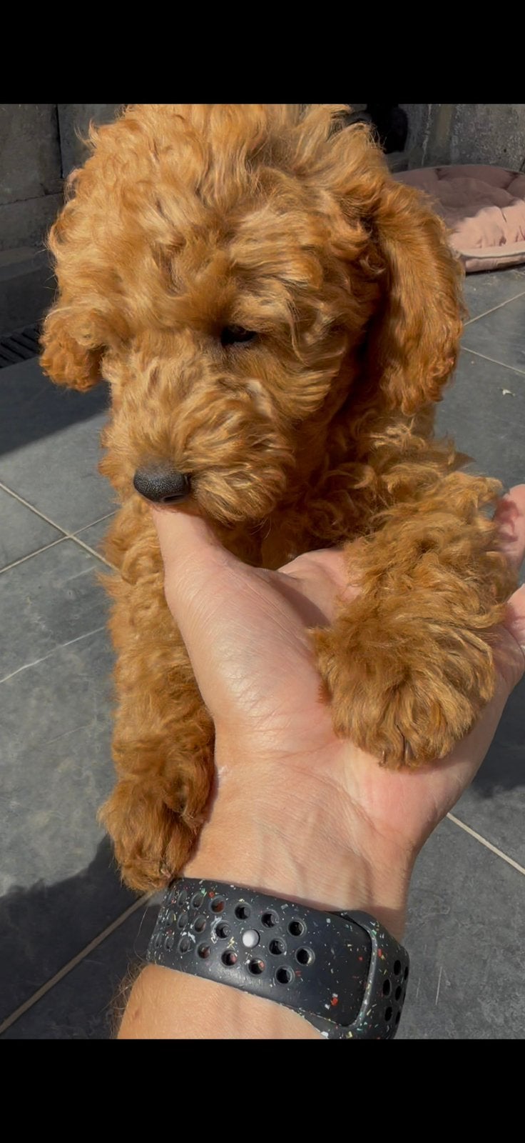 Poedel pups, Poedel, België, Fokker | Hobbymatig, Meerdere