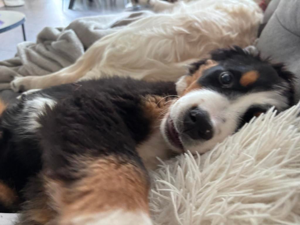 Berner sennen pup, Animaux & Accessoires, Accessoires pour chiens, Enlèvement ou Envoi