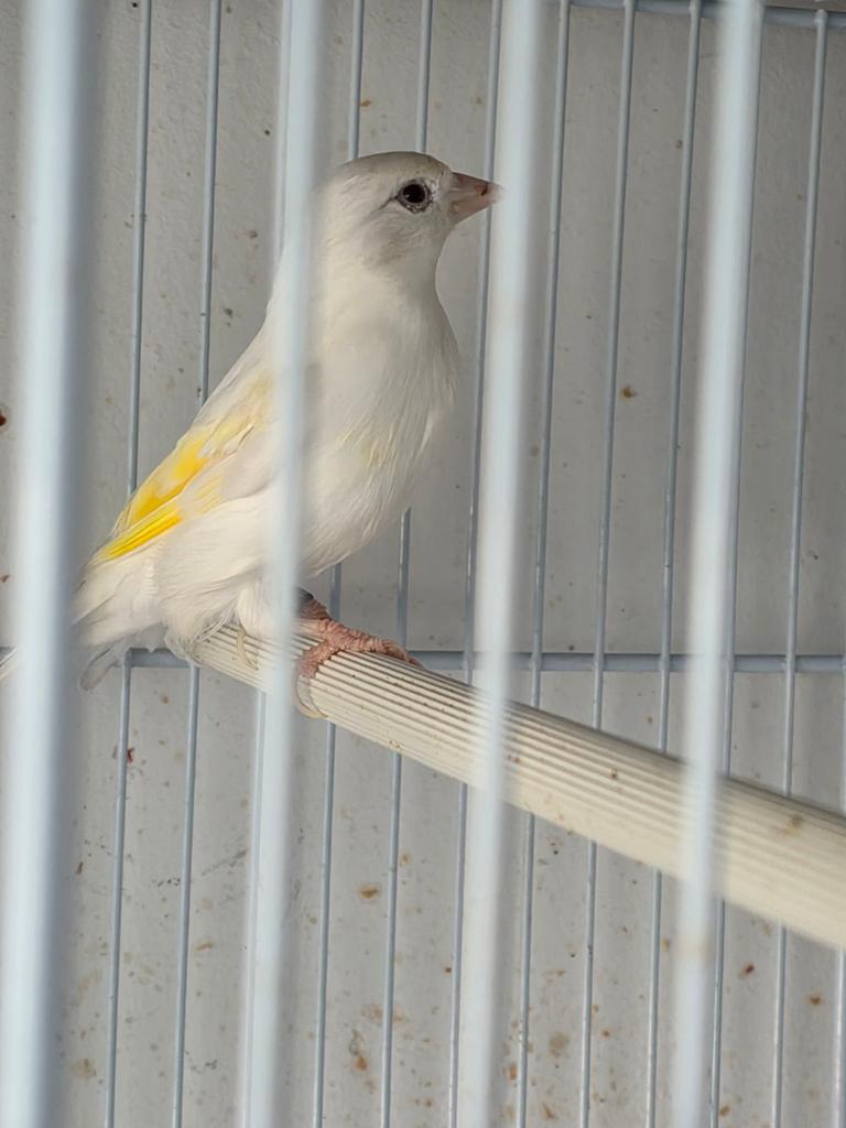 Pop 2025 et Man 2024, Animaux & Accessoires, Oiseaux | Oiseaux Autre