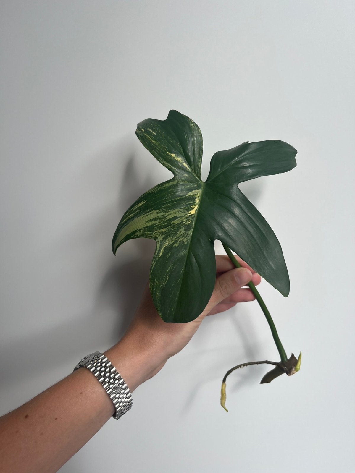 Philodendron florida beauty variegated, Ophalen of Verzenden