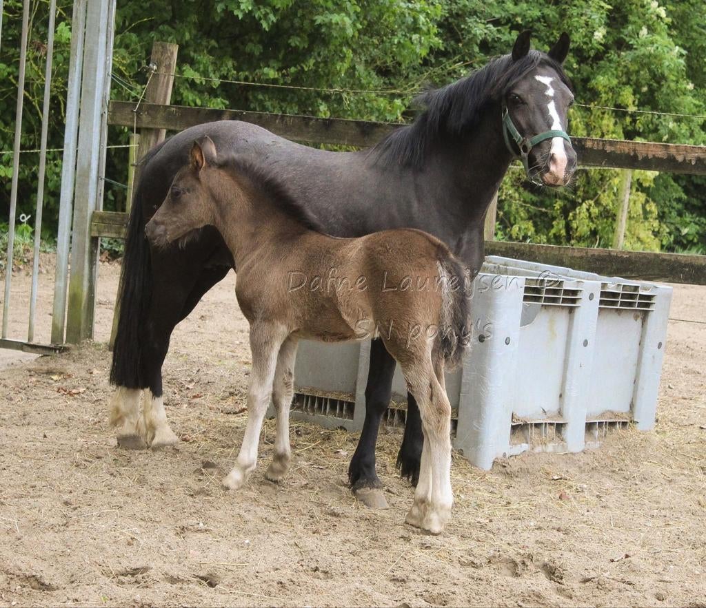 Welsh merrie veulen eventueel met moeder 🩷, Animaux & Accessoires, Poneys, Jument, Non dressé, Poney B (1.17 m à 1.27 m), Avec pedigree