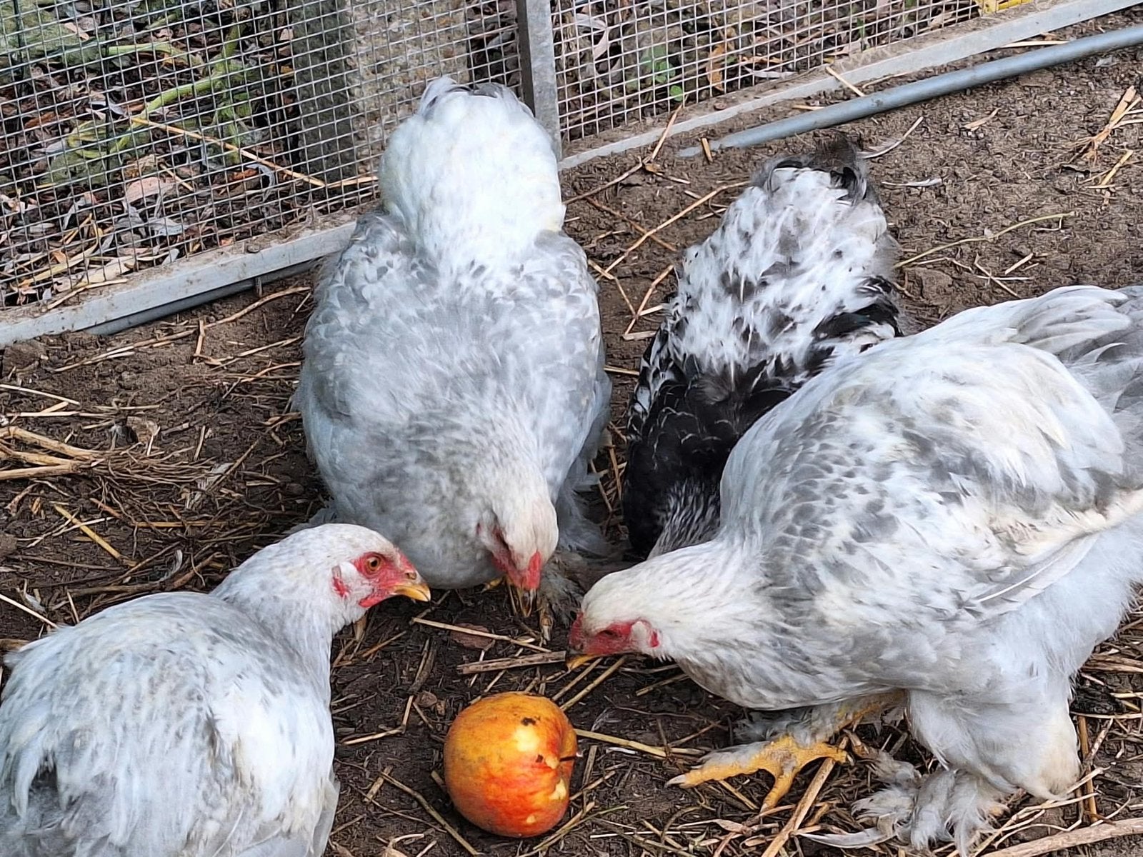 Brahma hanen, Dieren en Toebehoren