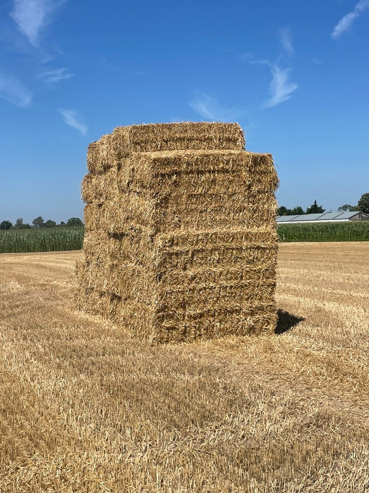 Tarwe stro 2026, Zakelijke goederen, Landbouw | Werktuigen, Ophalen