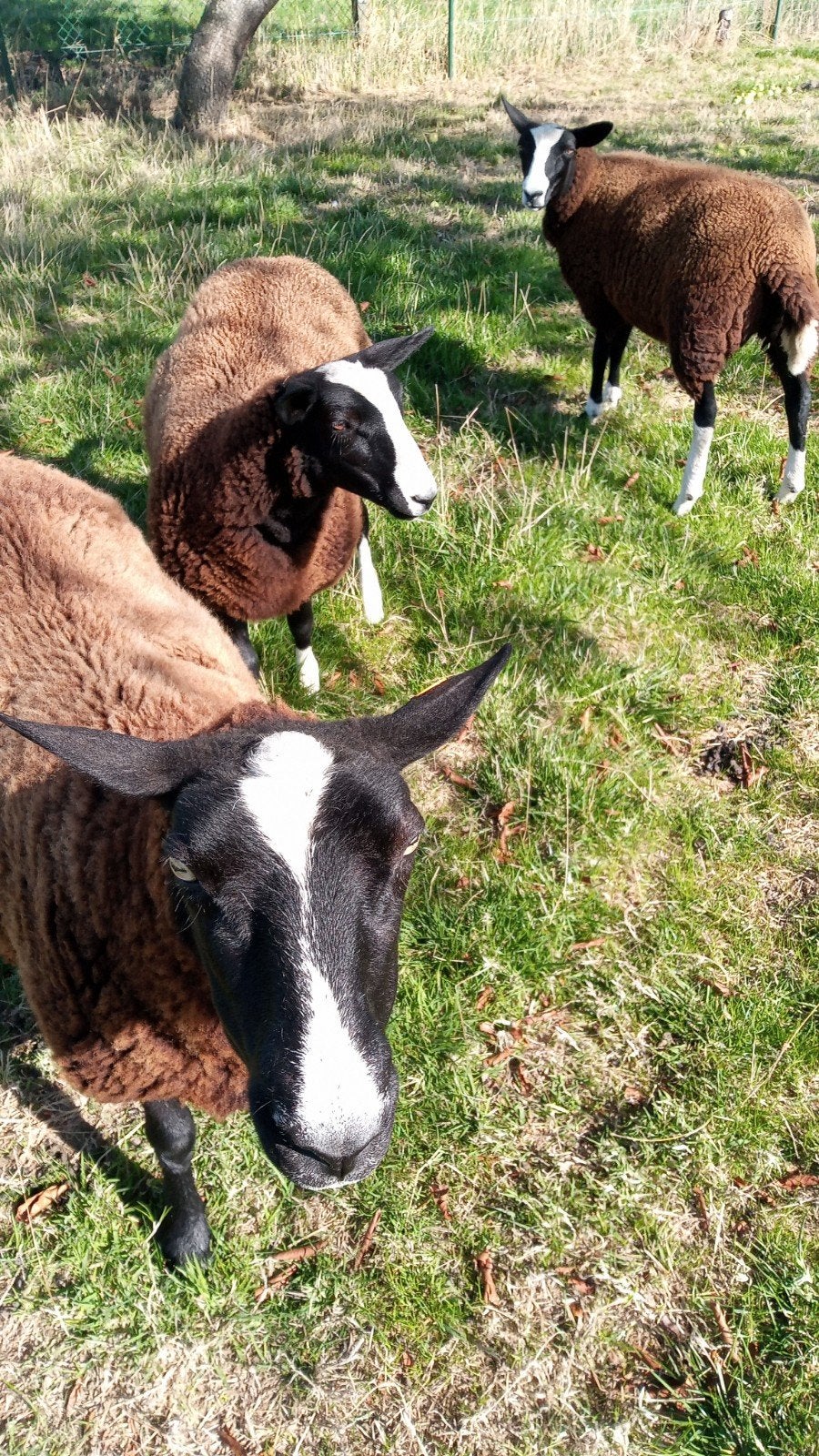 schapen schaap, Meerdere dieren, Schaap, 0 tot 2 jaar