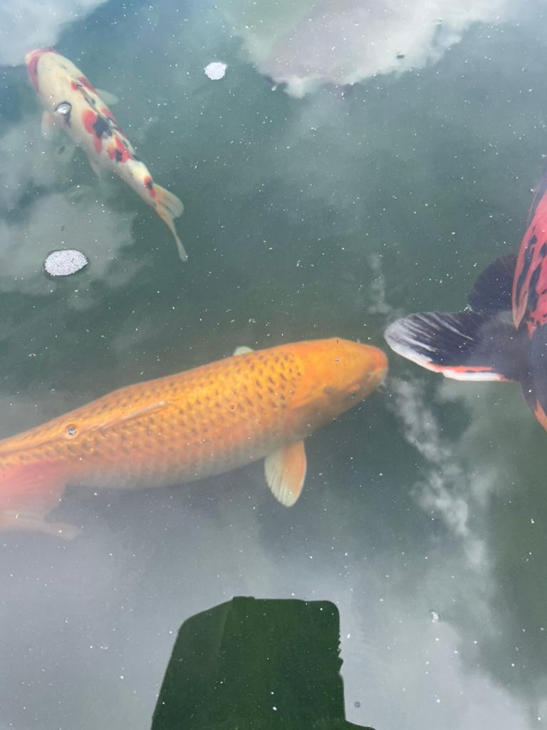 Japanse koi masuba 80 cm 350 euro tel 0484508252