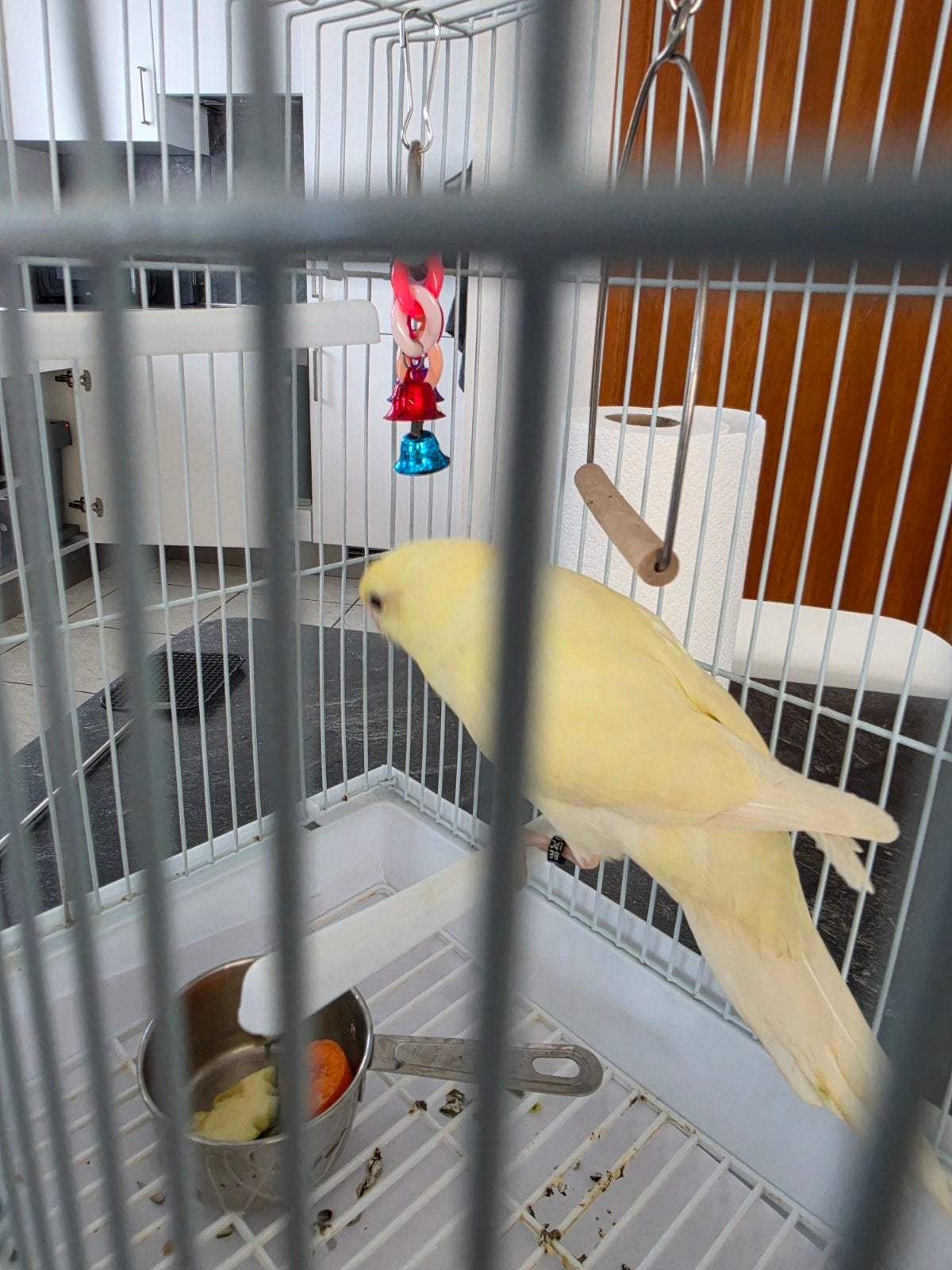kakariki, Dieren en Toebehoren, Mannelijk, Parkiet, Tam
