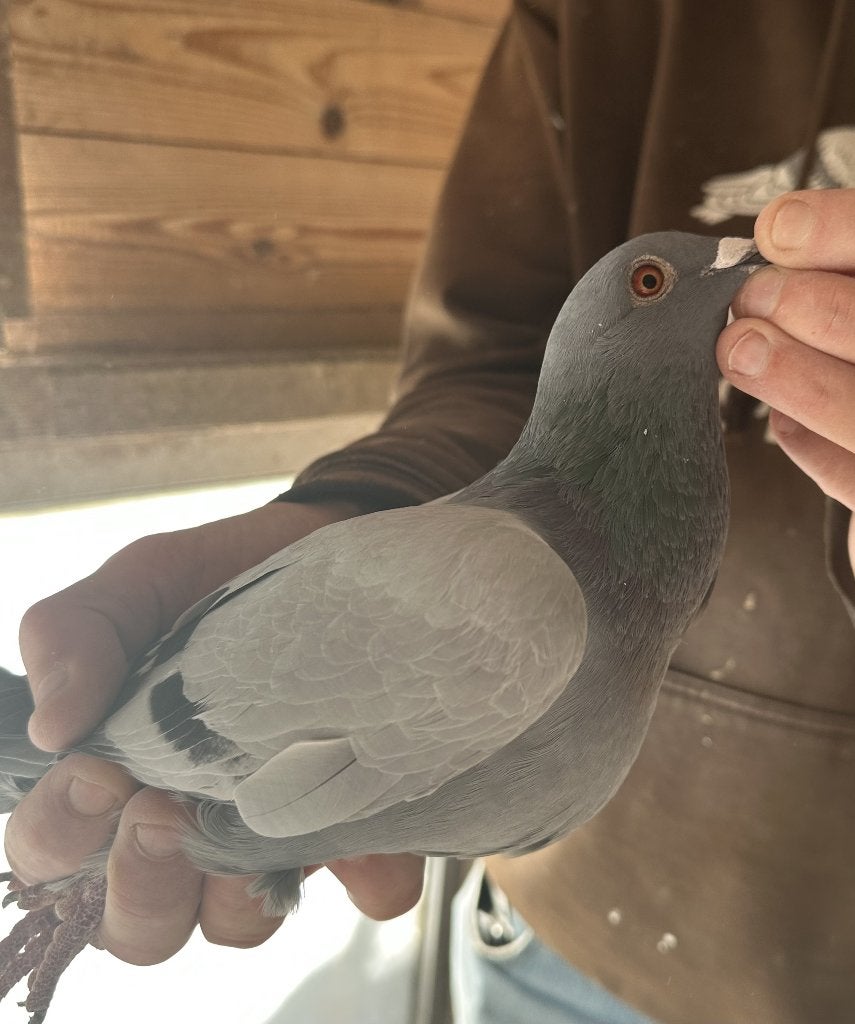 Bewezen kweekduiven, Mâle, Pigeon voyageur